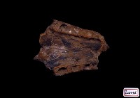藏品(鱷魚化石)的圖片